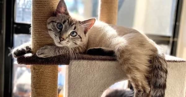 Czy koty mają duszę? Odkryj tajemnice ich duchowości i emocji