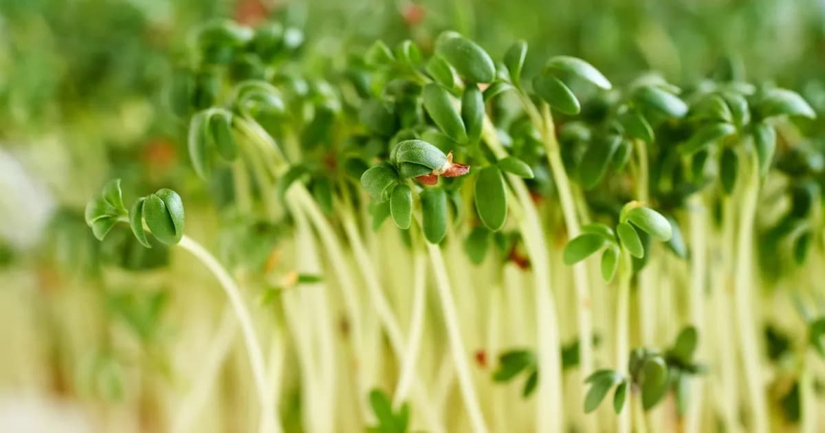 Ile dni przed Wielkanocą siać rzeżuchę, aby uniknąć rozczarowania?