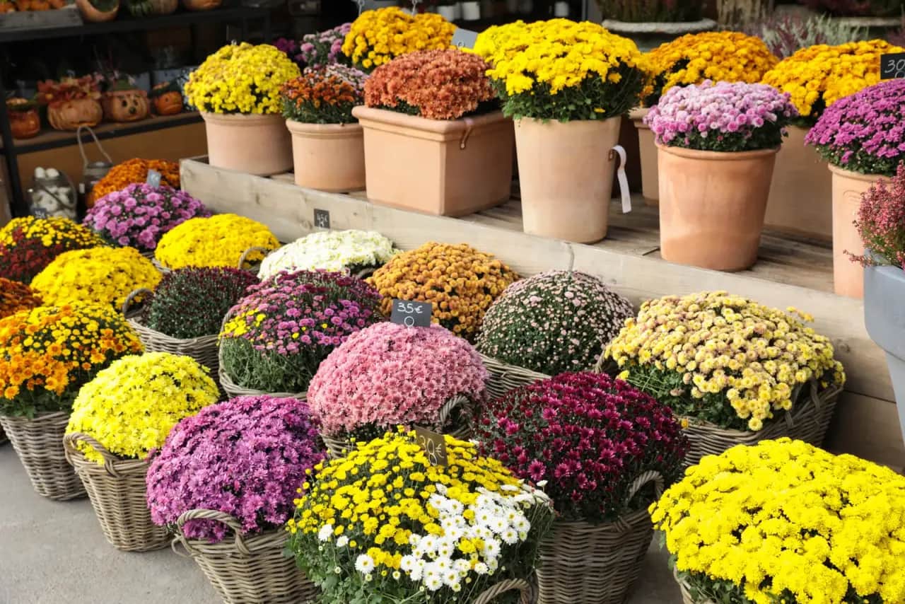 Jakie kwiaty na cmentarz jesienią wytrzymają chłód i urok zachowają